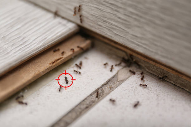 Best Pest Removal Services  in Woodland Beach, MI
