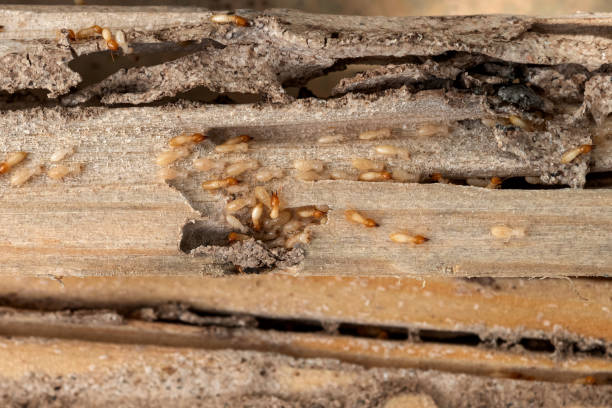 Best Emergency Pest Control  in Woodland Beach, MI